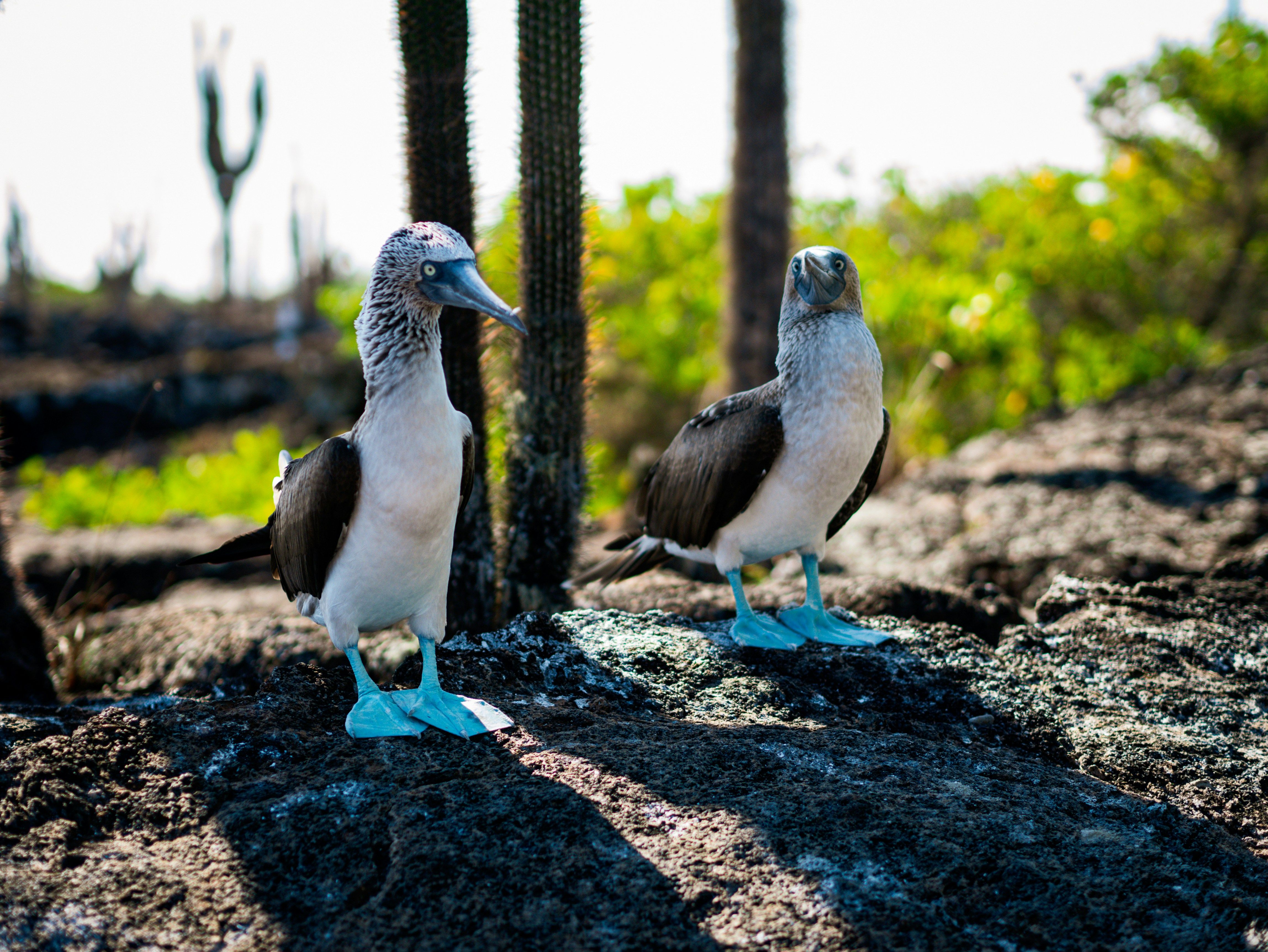Blue-footed booby.jpg