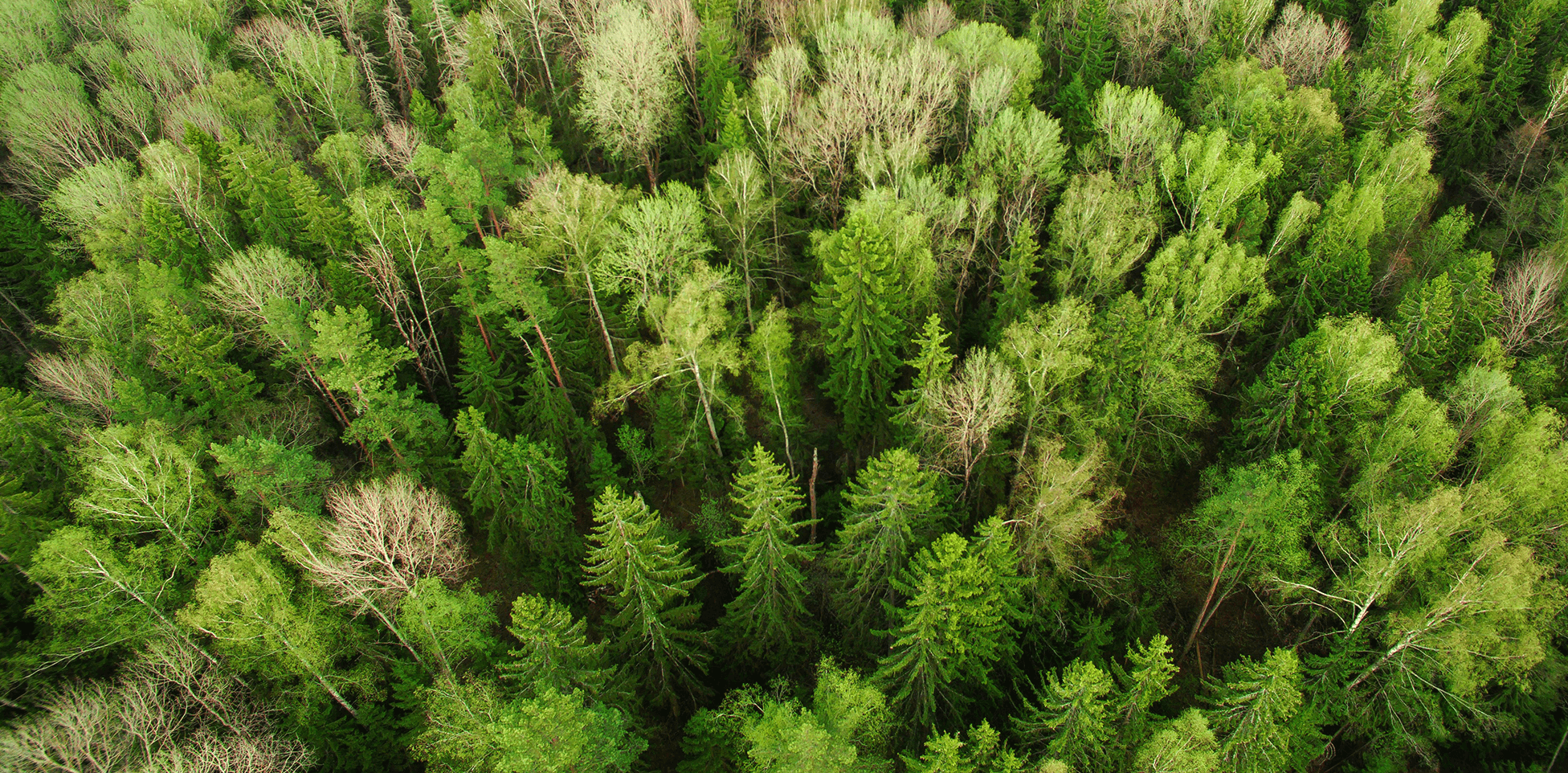 Forest absorbing CO2.png